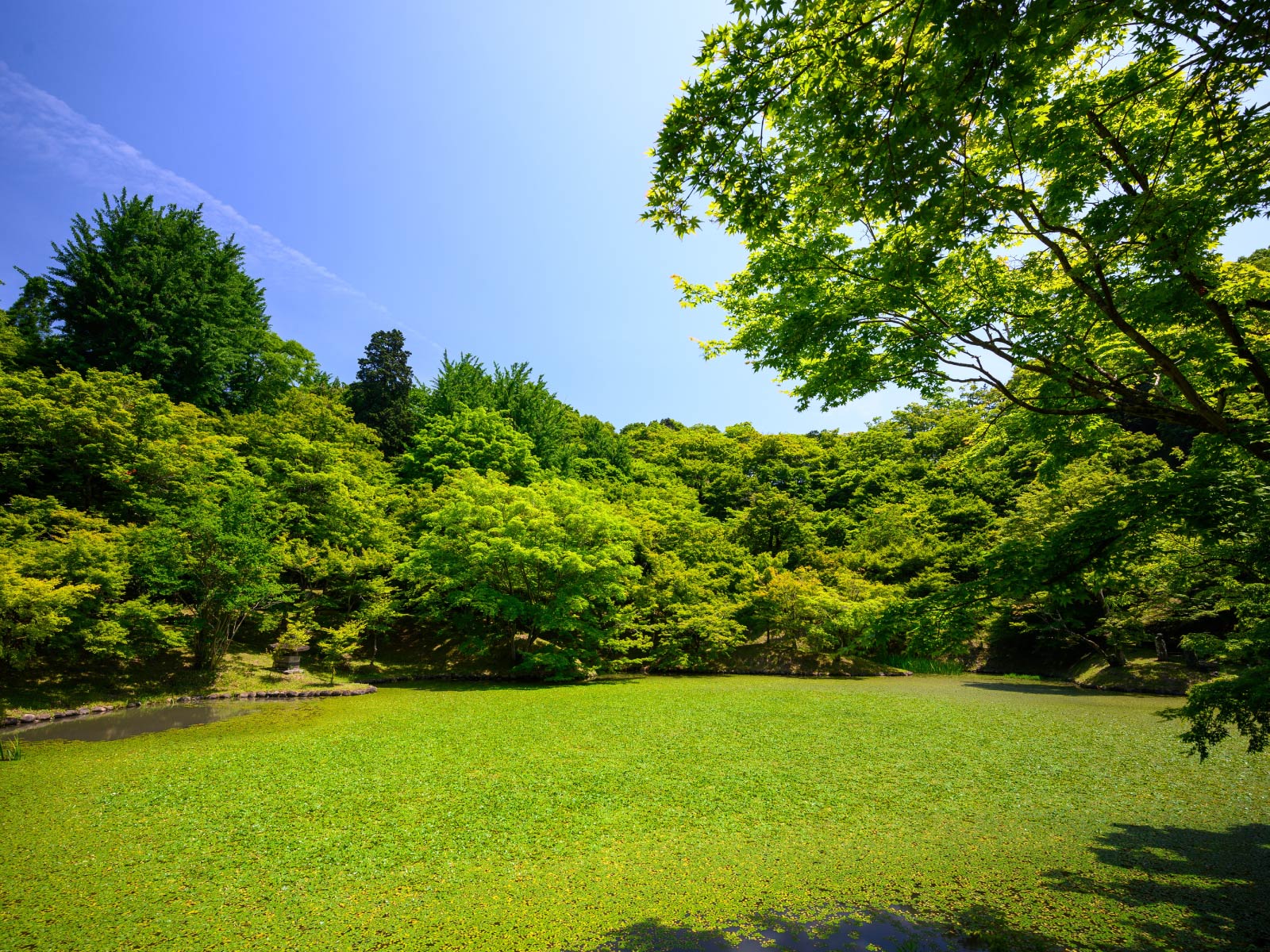 Lawn maintenance image 2